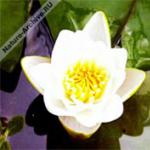 Бяла водна лилия: всичко, което трябва да знаете за събирането и полезните свойства на водните лилии Какво яде бяла водна лилия