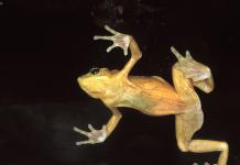 Златна жаба, която знае жестомимичния език Как общуват панамските златни жаби