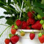 Ремонтирайте подрязването на ягоди