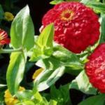 Vyberáme veľkolepé druhy a odrody cínie - aristokratickej kvetiny pre vašu záhradu