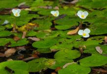 Voľne plávajúce (plávajúce) vodné rastliny Plávajúce vodné rastliny do jazierka
