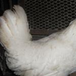 Кафяви пилета с висок пол