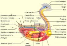 Пилешки репродуктивни органи: анатомия и физиология