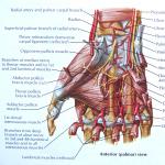 Структура на ръката и китката