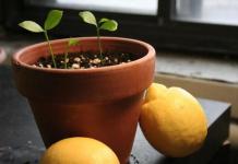 Hnojivá pre citrusové plody