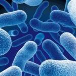 Druhy baktérií: škodlivé a prospešné Baktérie rôznych foriem