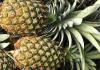 Ako si doma vypestovať ananás z vrchu, ako ho správne zakoreniť, fotografie a videá