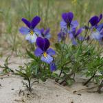 Viola: bežné odrody, výsadba a starostlivosť v otvorenom teréne Viola kvitne, keď kvitnú