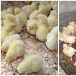 Отглеждане на еднодневни пилета: грижи и хранене