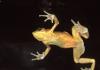 Златна жаба, която знае жестомимичния език Как общуват панамските златни жаби