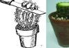 Размножение кактусов в домашних условиях