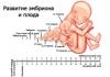 Tretí trimester tehotenstva: veľkosť a hmotnosť plodu, stav tehotnej ženy, potrebné testy