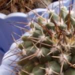 Sharp stodoly kaktusu - je to prostriedkom ochrany alebo výroby vlhkosti?