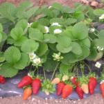 Remontantné jahody: pestovanie a starostlivosť