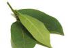 Liečivé vlastnosti bobkových listov