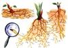 Starostlivosť o korene rastlín: aké stimulanty pomôžu posilniť koreňový systém