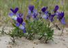 Viola: bežné odrody, výsadba a starostlivosť v otvorenom teréne Viola kvitne, keď kvitnú