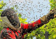 Как да се грижим за пчелите: съвети за начинаещи пчелари