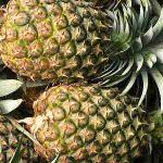 Ako si doma vypestovať ananás z vrchu, ako ho správne zakoreniť, fotografie a videá