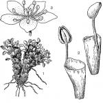 Семейство Ranunculaceae: описание