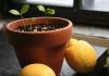 Hnojivá pre citrusové plody