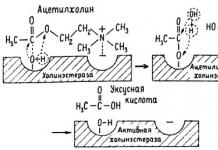 Mechanizmus účinku enzýmov (napríklad enzýmu cholínesterázy) cholín octová kyselina