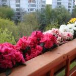 Aké kvety sa pestujú na balkóne - fotografie a mená