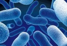 Видове бактерии: вредни и полезни Бактерии от различни форми