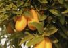 Kumquat - aký druh ovocia je to, fotografia, výhody a škody