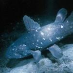 Ryba laločnatá je živou fosíliou paleozoickej éry