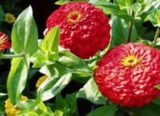 Избираме ефектни видове и сортове циния - аристократично цвете за вашата градина