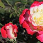 Rose Grandiflora: какво е това?