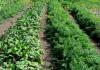Pestovanie mrkvy podľa mittlider Spôsob výsadby podľa j mittlider