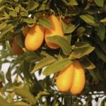 Kumquat - aký druh ovocia, fotografie, výhody a škody