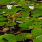 Voľne plávajúce (plávajúce) vodné rastliny Plávajúce vodné rastliny do jazierka